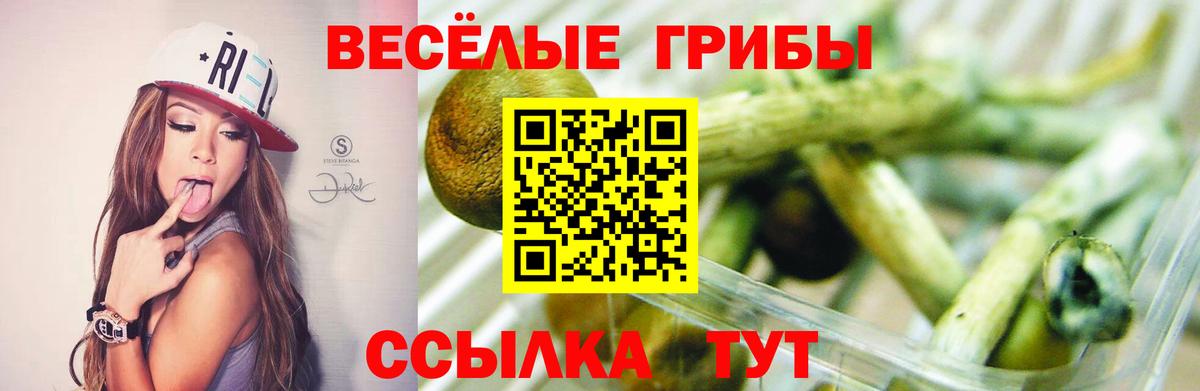 Галлюциногенные грибы Cubensis Минусинск
